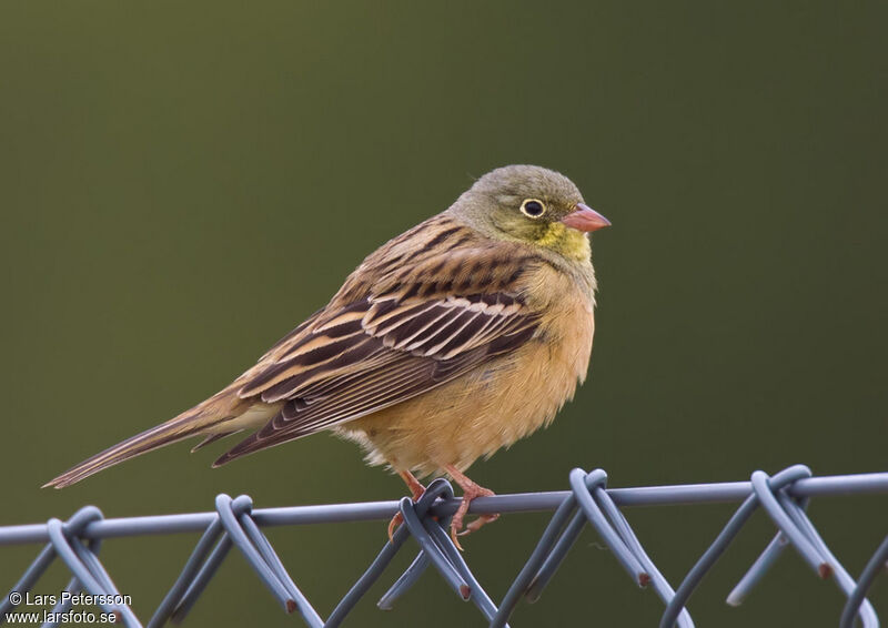 Ortolan Bunting