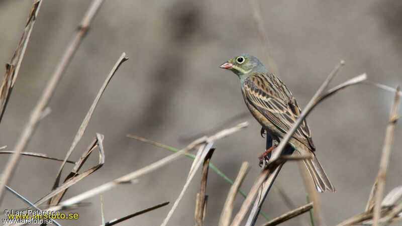 Ortolan Bunting