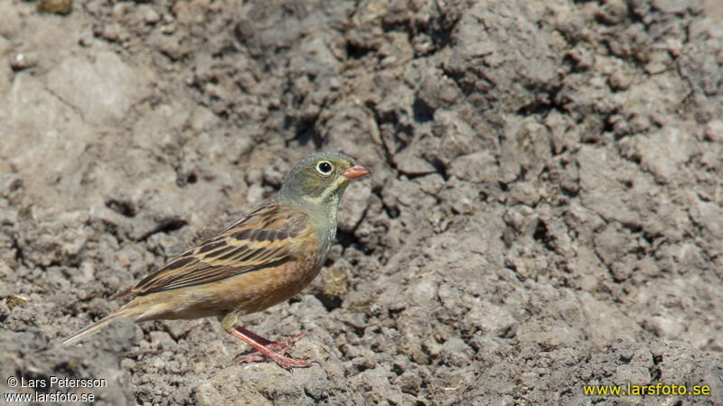 Ortolan Bunting