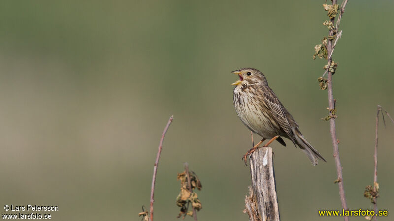 Corn Bunting