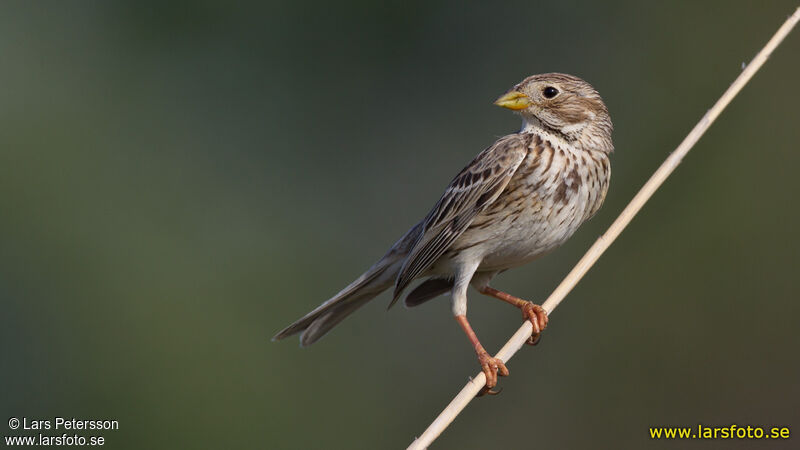 Corn Bunting