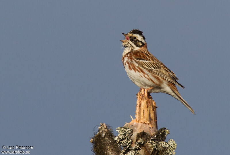 Rustic Bunting