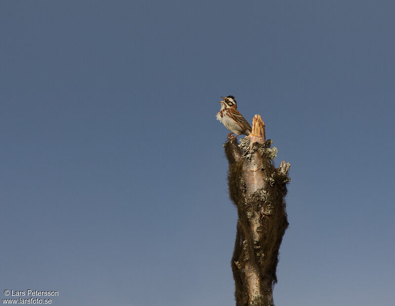 Rustic Bunting