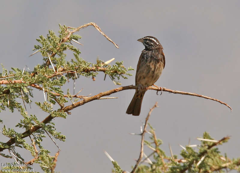 Striolated Buntingadult, habitat, pigmentation