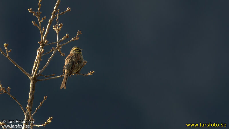 Cirl Bunting