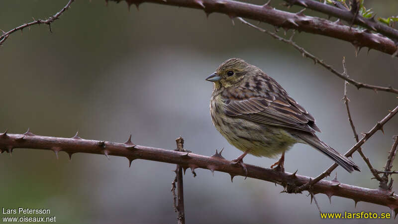 Cirl Bunting female adult, pigmentation