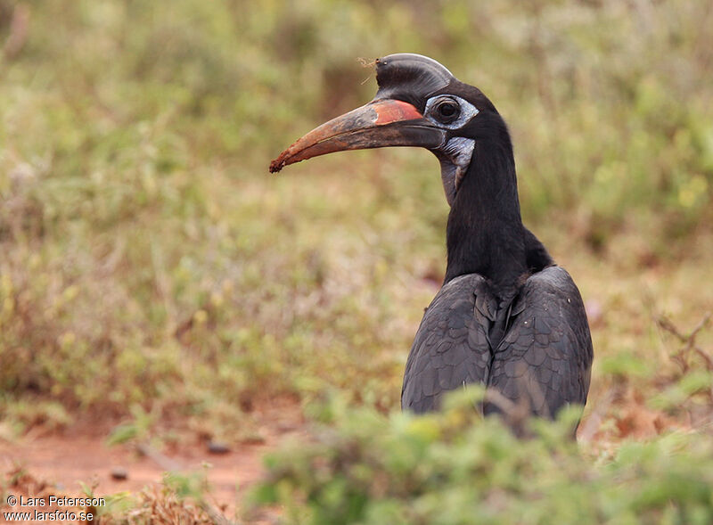 Abyssinian Ground Hornbill