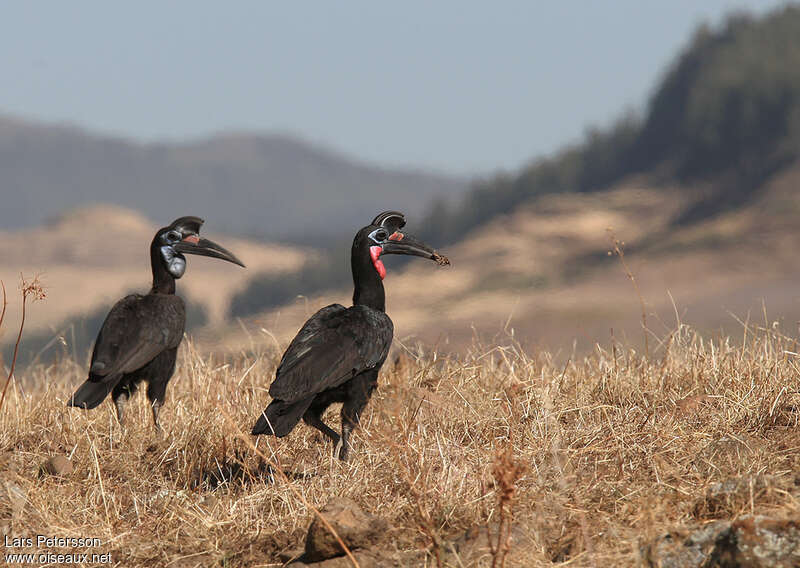 Bucorve d'Abyssinieadulte, habitat, pigmentation, pêche/chasse