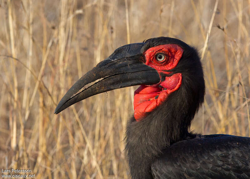 Bucorve du Sudadulte, portrait