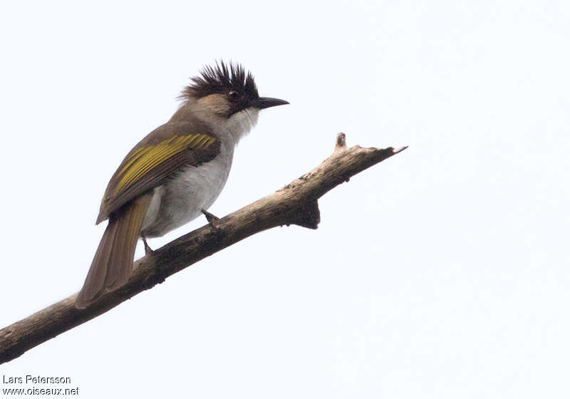 Bulbul à ailes vertesadulte, identification