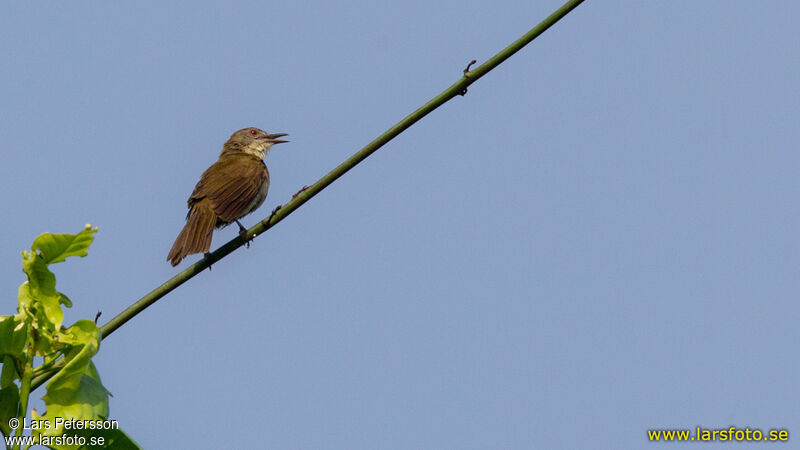 Slender-billed Greenbul