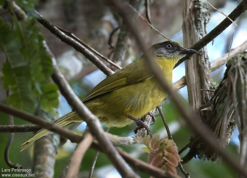 Bulbul à face striéeadulte, identification