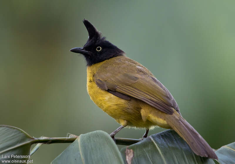 Bulbul à huppe noireadulte, identification