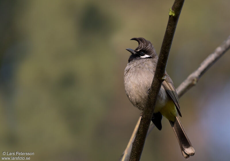 Bulbul à joues blanches