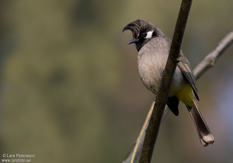 Bulbul à joues blanches