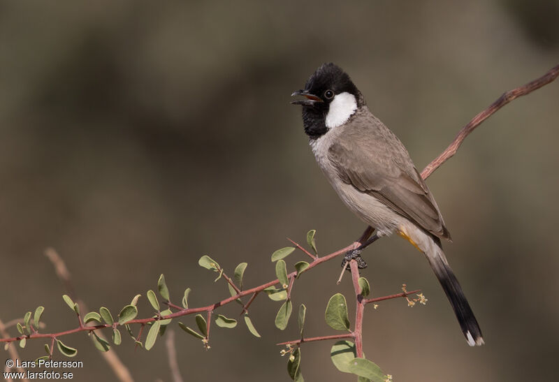 White-eared Bulbul