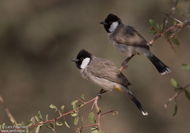 White-eared Bulbul