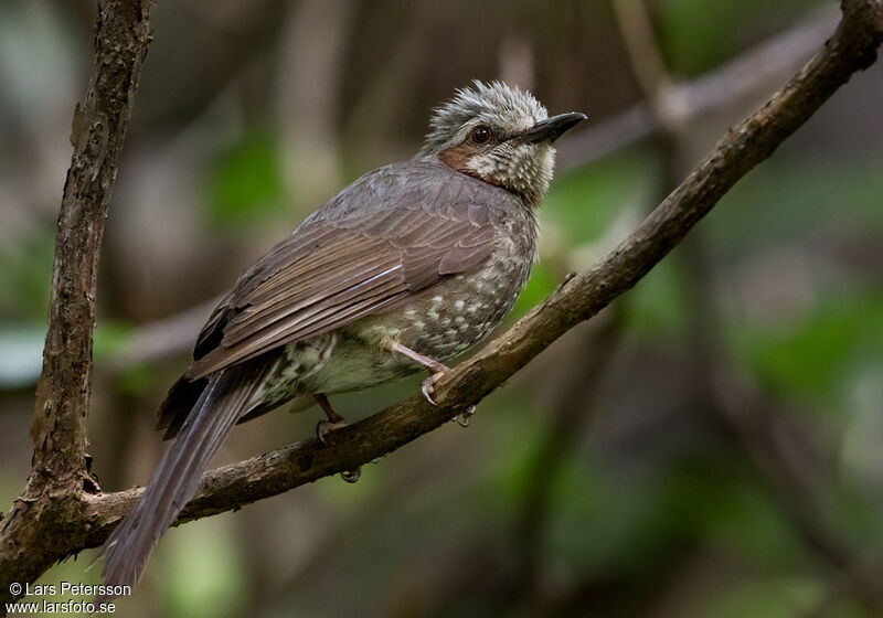 Bulbul à oreillons bruns