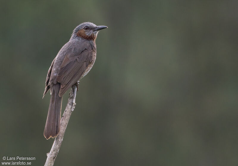 Bulbul à oreillons bruns