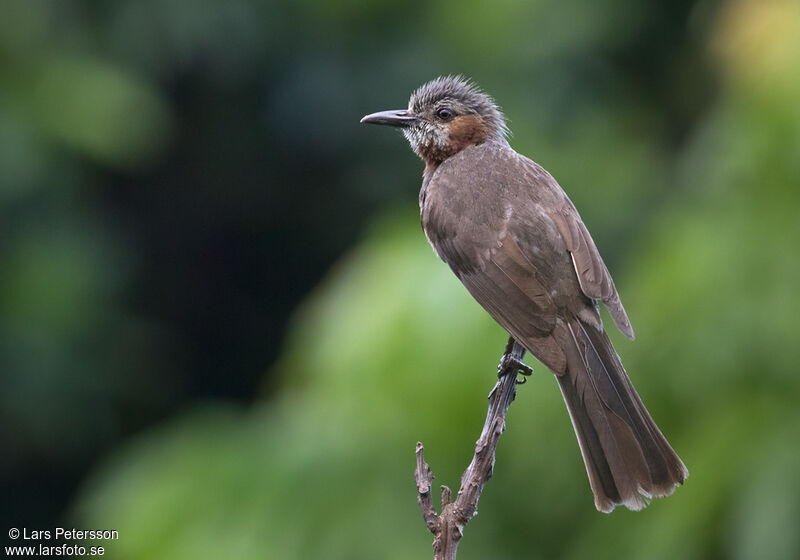 Bulbul à oreillons bruns