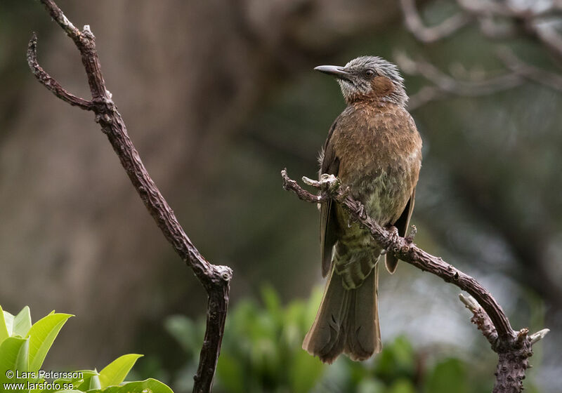 Bulbul à oreillons bruns