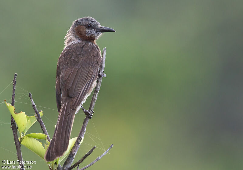 Brown-eared Bulbul