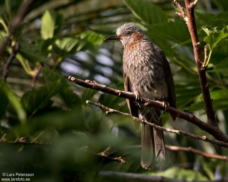 Bulbul à oreillons bruns