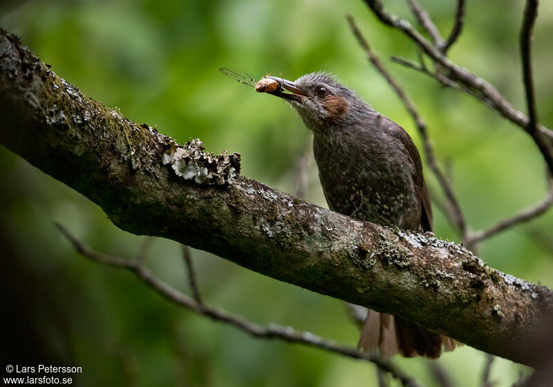 Brown-eared Bulbul