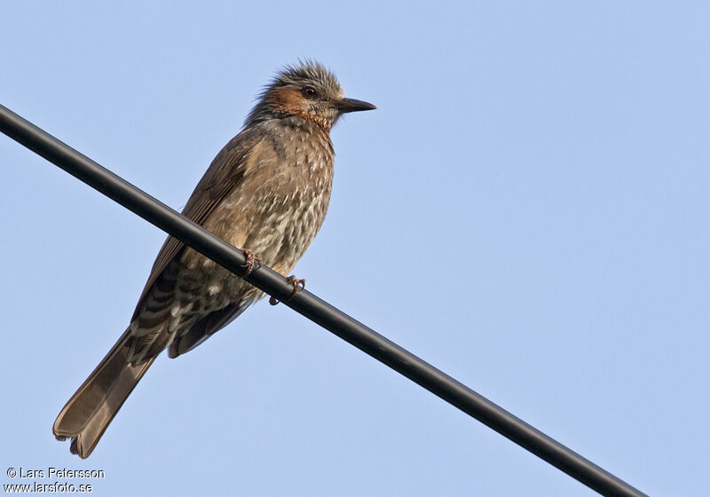 Bulbul à oreillons bruns