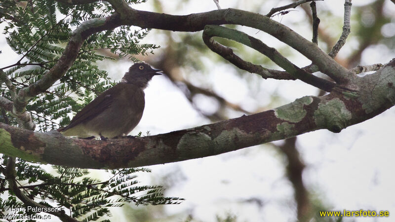 Bulbul à queue blanche