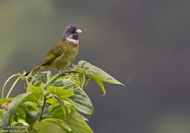 Collared Finchbill