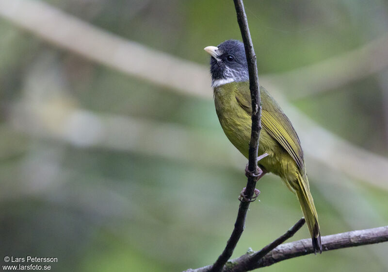 Bulbul à semi-collier