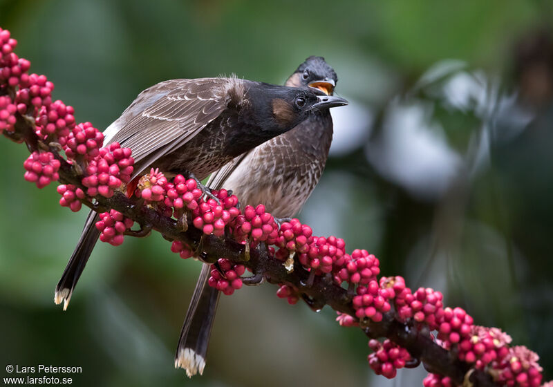 Bulbul à ventre rouge