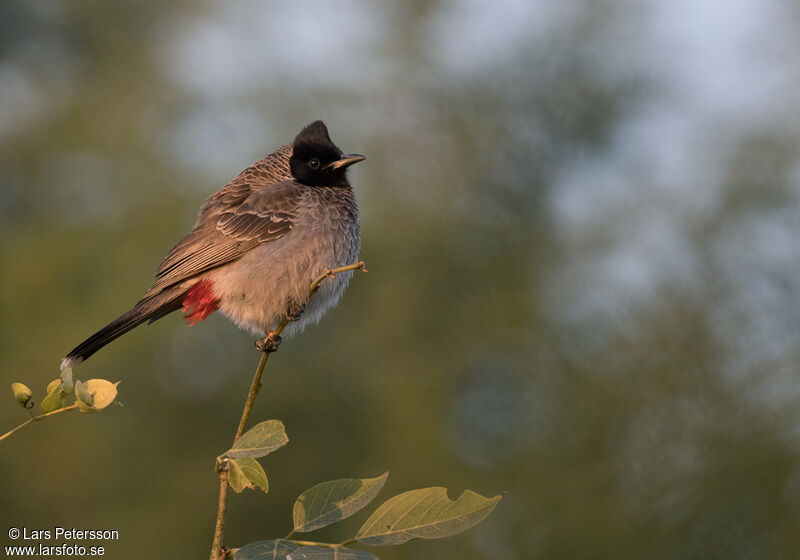 Bulbul à ventre rouge