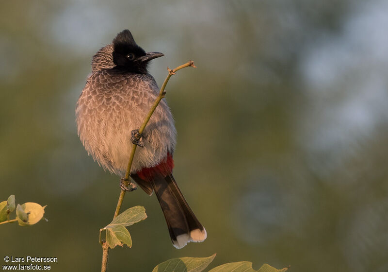 Red-vented Bulbul