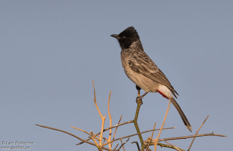 Bulbul à ventre rouge