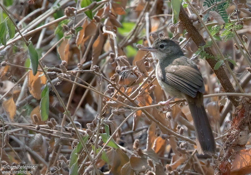 Bulbul à ventre roux