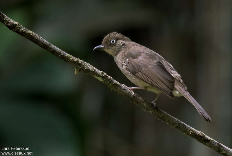 Bulbul aux yeux blancsadulte, identification