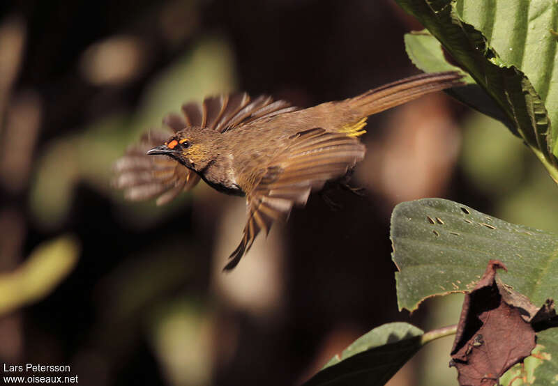 Bulbul bimaculéadulte, Vol