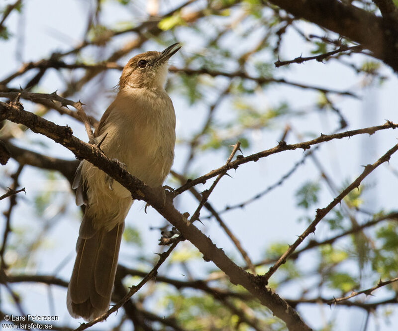 Bulbul brun