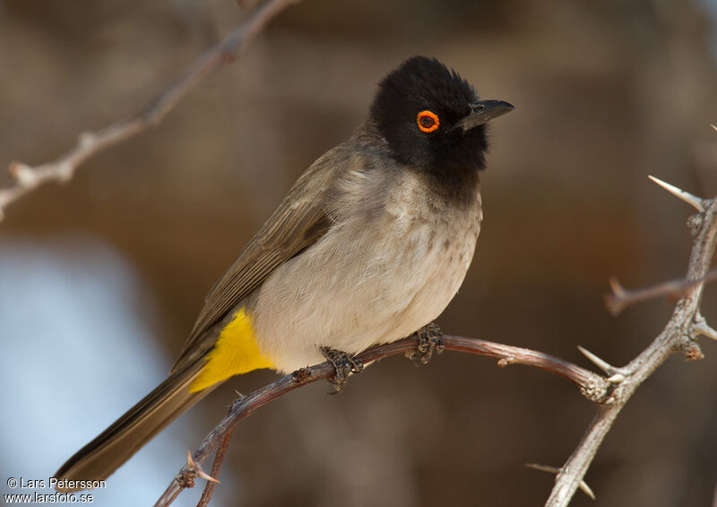 Bulbul brunoir