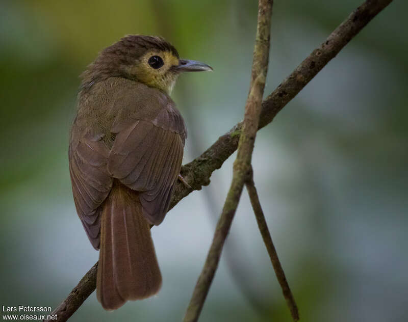 Hairy-backed Bulbuladult