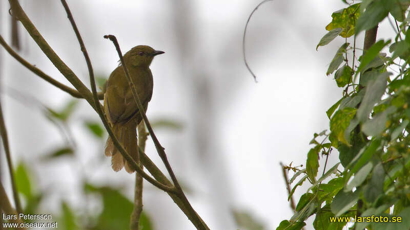 Bulbul concoloreadulte