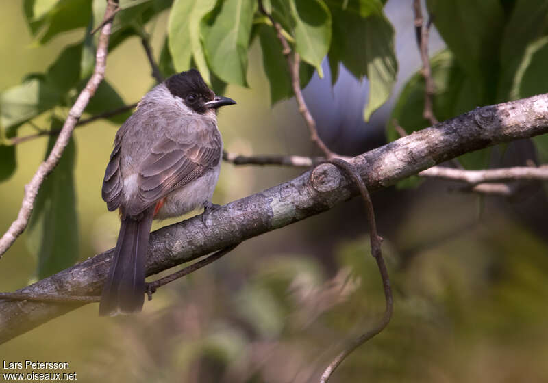 Bulbul cul-d'oradulte