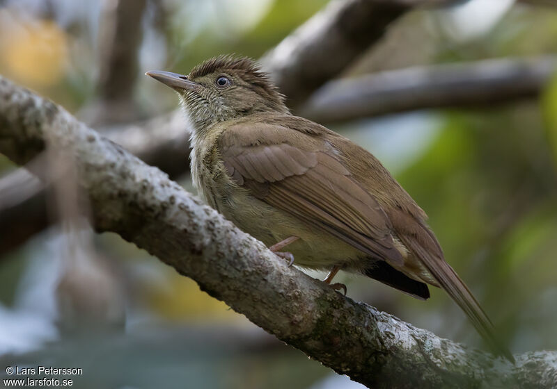 Bulbul d'Oberholser