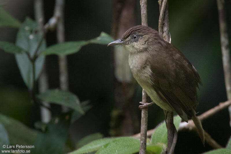 Buff-vented Bulbul