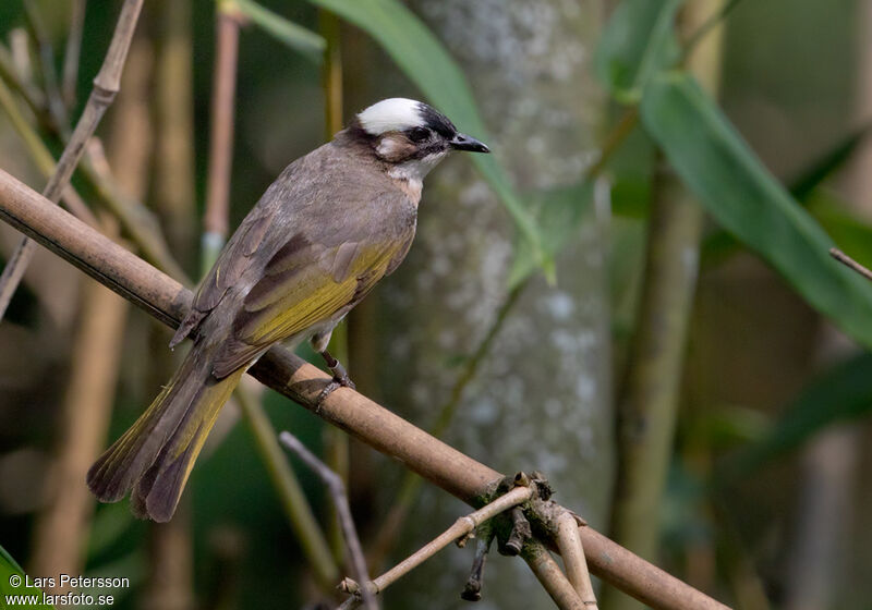 Bulbul de Chine