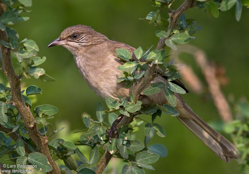 Bulbul de Conrad