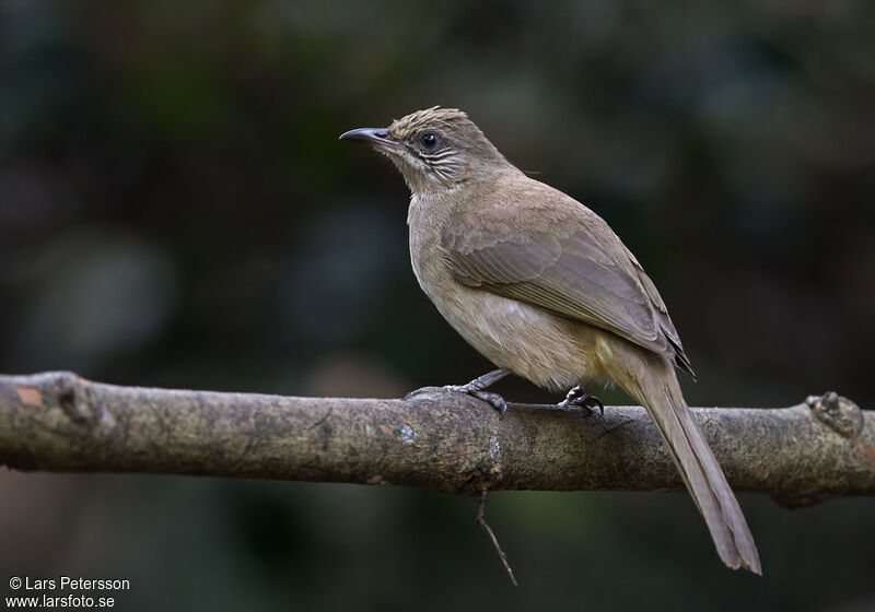 Bulbul de Conradadulte, identification