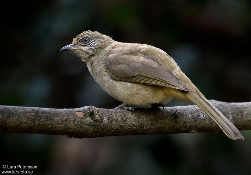 Bulbul de Conrad